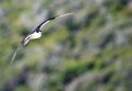 Lord Howe Island_20061208_071